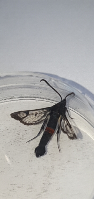 Synanthedon stomoxiformis  - Melchior Viallet