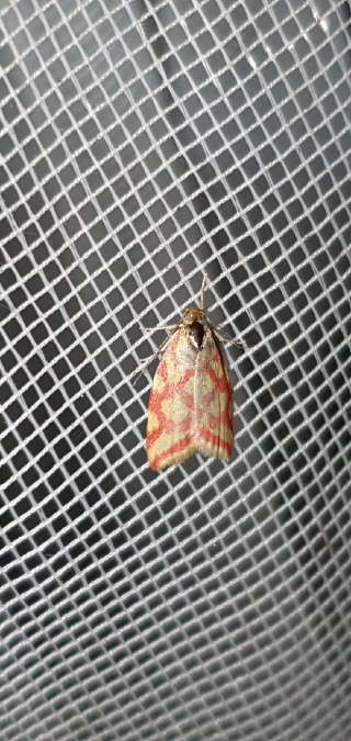 Hypercallia citrinalis  - Melchior Viallet