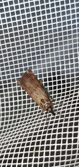 Hypochalcia ahenella  - Melchior Viallet