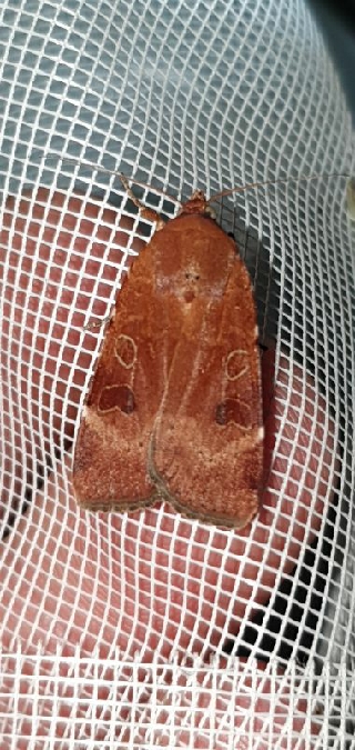 Noctua interposita  - Melchior Viallet