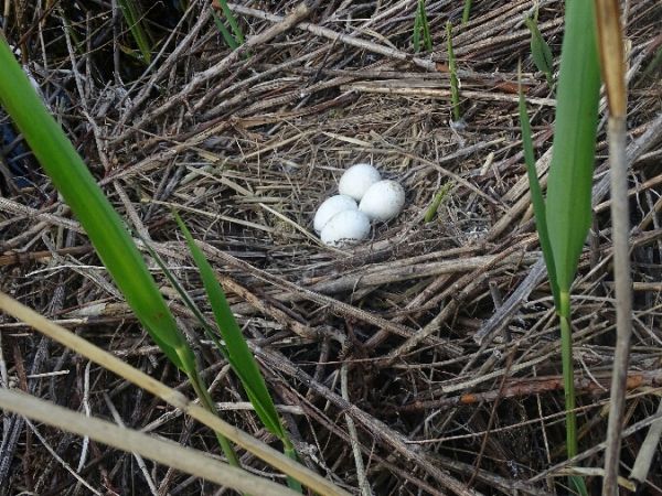 Busard des roseaux  - Marek Bebłot