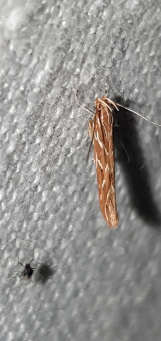 Pyroderces argyrogrammos  - Melchior Viallet