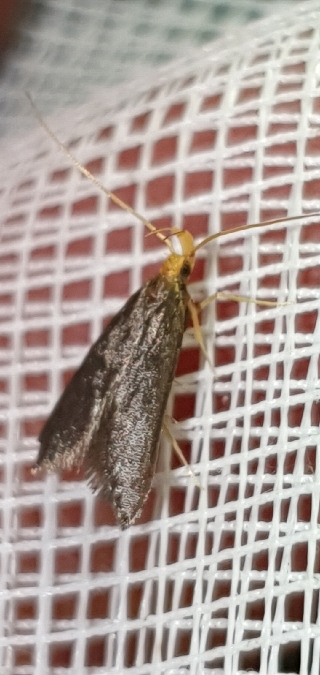 Eurodachtha pallicornella  - Melchior Viallet