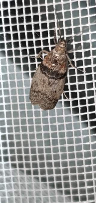 Sciota rhenella  - Melchior Viallet