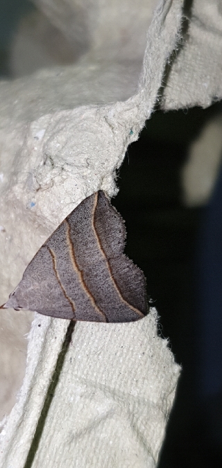 Colobochyla salicalis  - Melchior Viallet