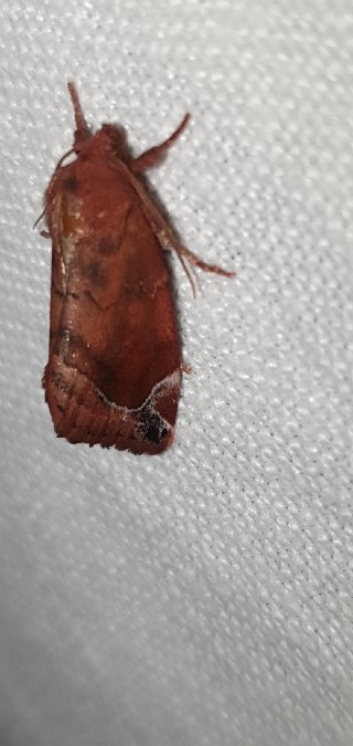 Cosmia pyralina  - Melchior Viallet