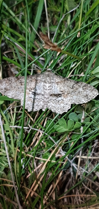 Ascotis selenaria  - Melchior Viallet