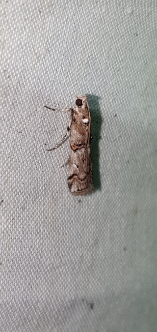 Pempelia palumbella  - Melchior Viallet