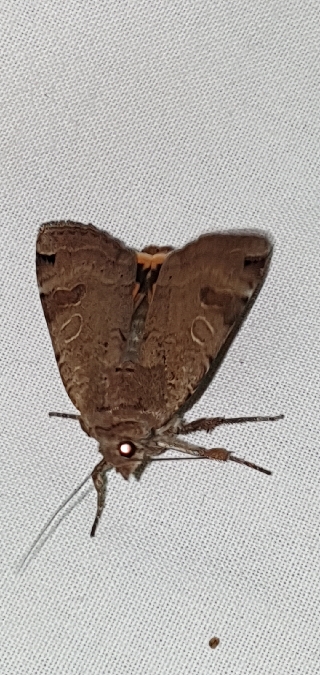 Noctua orbona  - Melchior Viallet