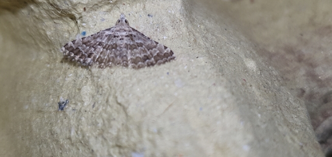 Alucita grammodactyla  - Melchior Viallet