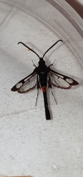 Sésie du Pommier  - Melchior Viallet