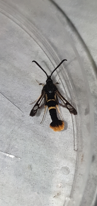 Synanthedon andrenaeformis  - Melchior Viallet