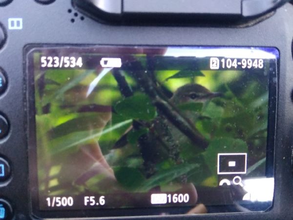 zaroślówka  - Monika Broniszewska