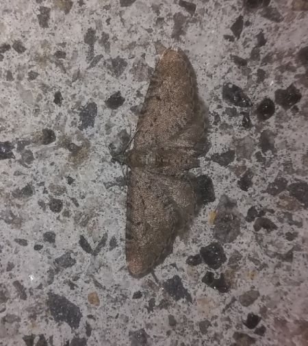 Eupithecia intricata  - Thomas Lux