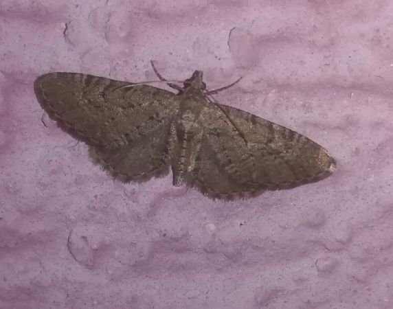 Eupithecia intricata  - Thomas Lux