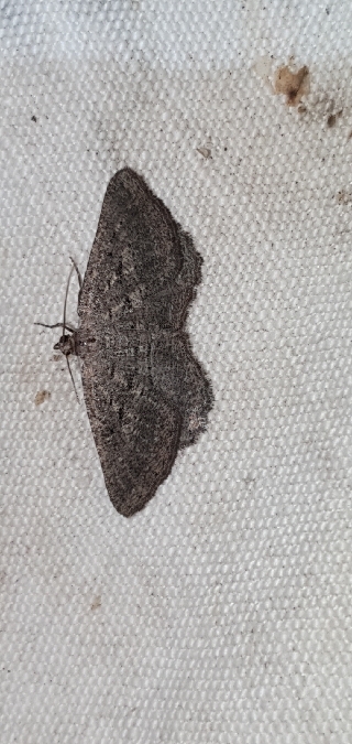 Rhoptria asperaria  - Melchior Viallet