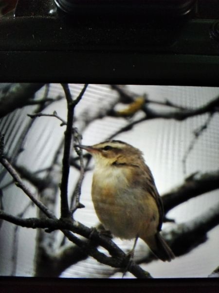 Schilfrohrsänger  - Andrzej Lipiński
