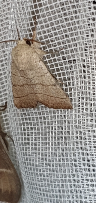 Charanyca trigrammica  - Melchior Viallet