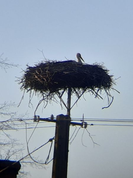 White Stork  - Krzysztof Sokołowski