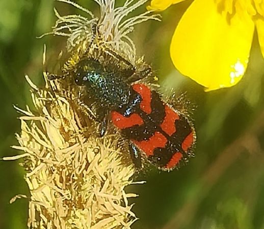 Trichodes alvearius  - Thomas Lux
