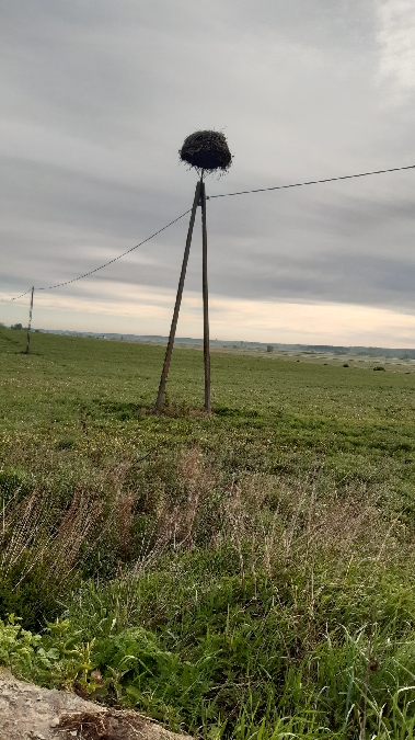 Weissstorch  - Krzysztof Sokołowski