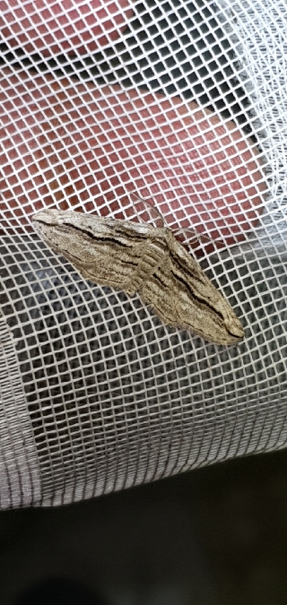 Ecleora solieraria  - Melchior Viallet