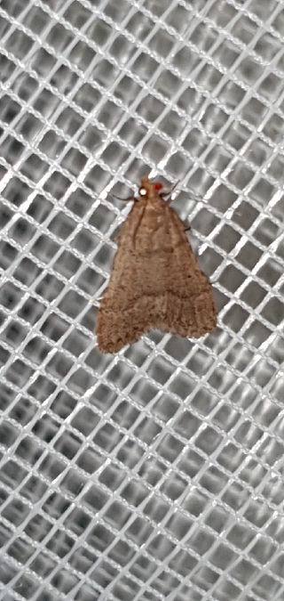 Asoppie de Bursa  - Melchior Viallet