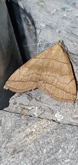 Herminia tarsicrinalis  - Melchior Viallet