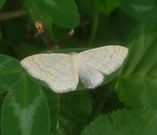 Scopula floslactata  - Thomas Lux