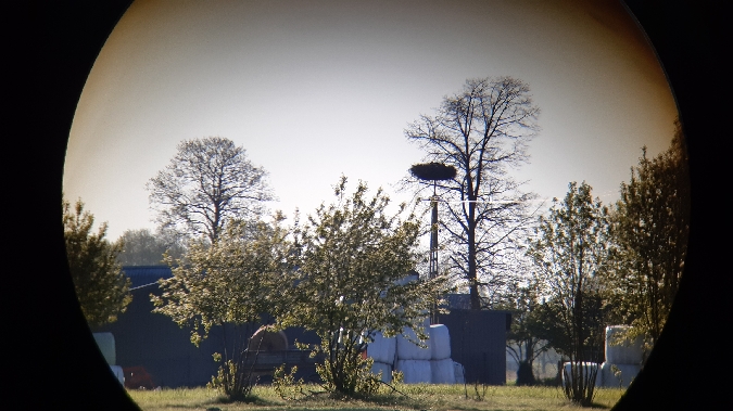 White Stork  - Krzysztof Sokołowski