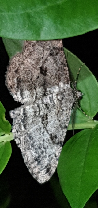 Boarmie rhomboïdale  - Melchior Viallet