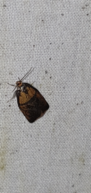 Ptycholoma lecheana  - Melchior Viallet