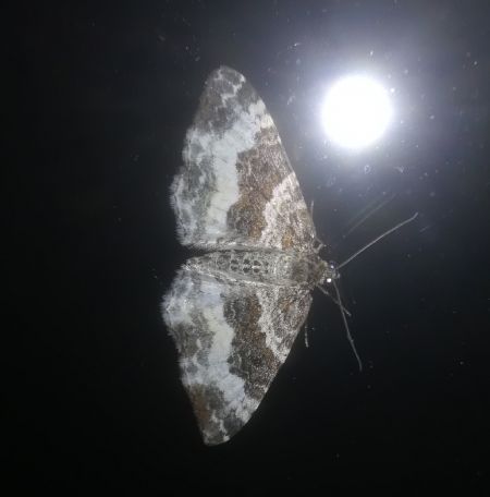 Epirrhoe rivata  - Thomas Lux