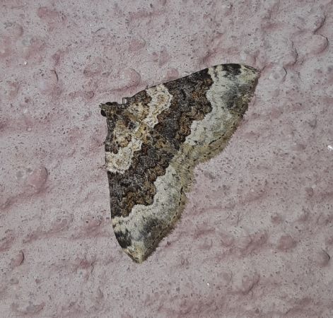 Epirrhoe galiata  - Thomas Lux