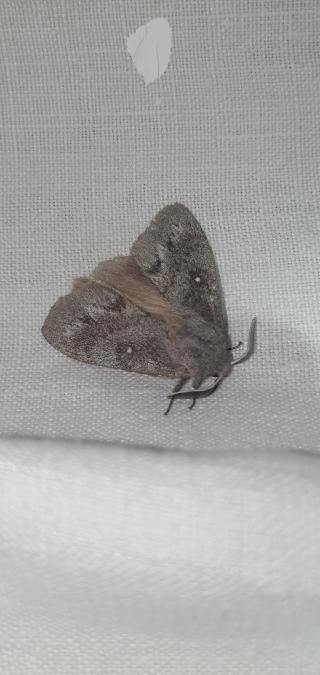 Bombyx du Pin  - Melchior Viallet