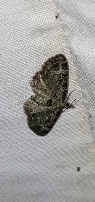 Eupithécie rectangulaire  - Melchior Viallet