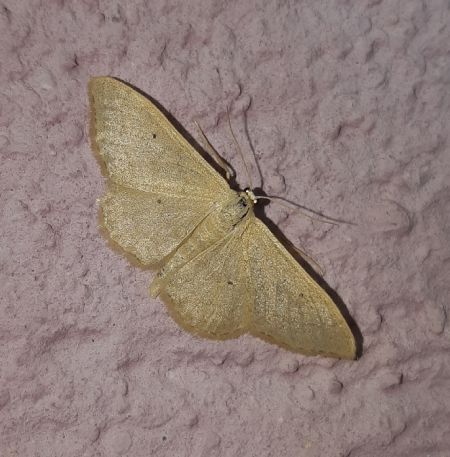 Idaea straminata  - Thomas Lux