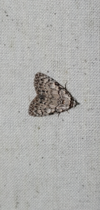 Meganola strigula  - Melchior Viallet