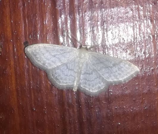 Idaea subsericeata  - Thomas Lux