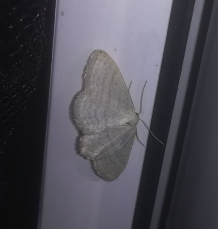 Idaea subsericeata  - Thomas Lux
