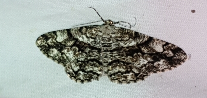 Peribatodes umbraria  - Melchior Viallet