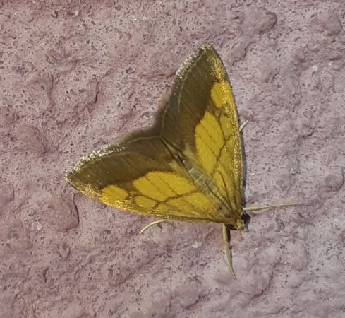 Evergestis limbata  - Thomas Lux