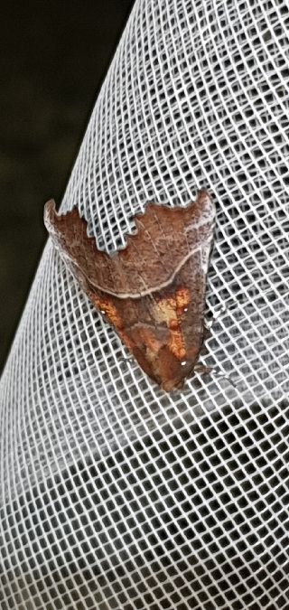 Découpure  - Melchior Viallet