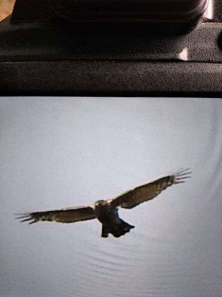 Habicht  - Andrzej Lipiński