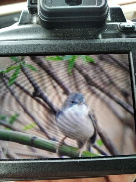 Dorngrasmücke  - Andrzej Lipiński