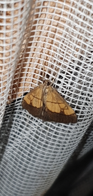 Evergestis limbata  - Melchior Viallet