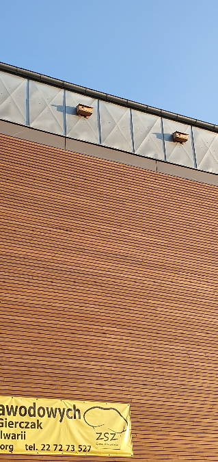 Star  - Anna Kamilewicz-Wicik