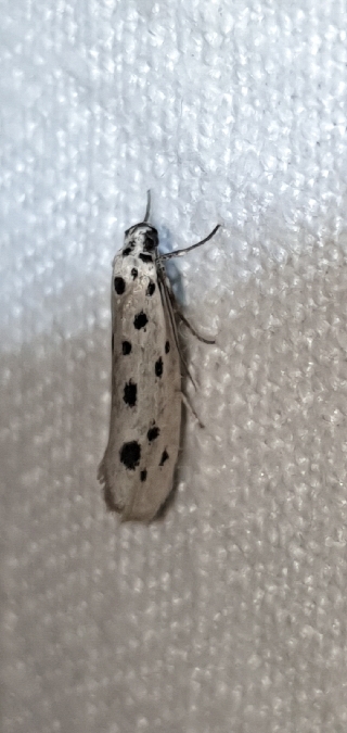 Ethmia dodecea  - Melchior Viallet