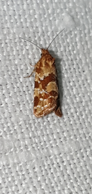 Aethes hartmanniana  - Melchior Viallet