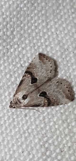 Zebeeba falsalis  - Melchior Viallet